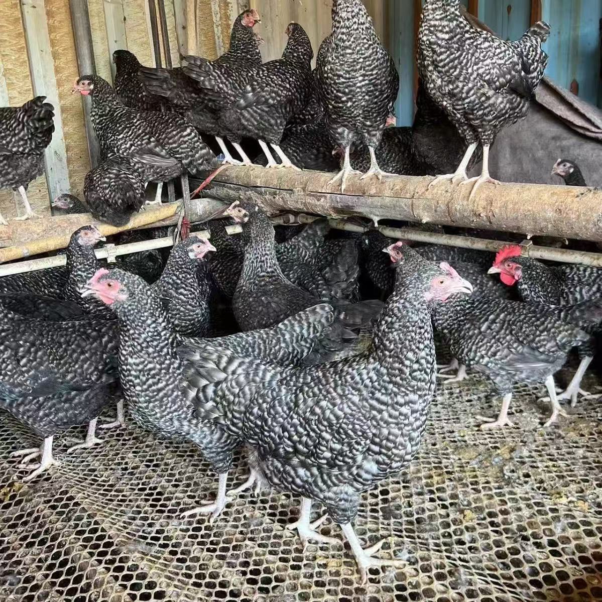 纯种芦花鸡活苗脱温芦花鸡幼苗青年半大芦花鸡散养土鸡苗批发零售