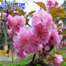 �ձ��ѻ�����ͥԺ�Nֲ�޽Ӵ����Ԅe�����F�ļ��L���@���ͺ��G����