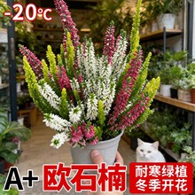 �Wʯ�����ͥԺ�̨�ͺ��͟Ứ�ܻ��@�G�����Rֲ�ﶬ�����G������