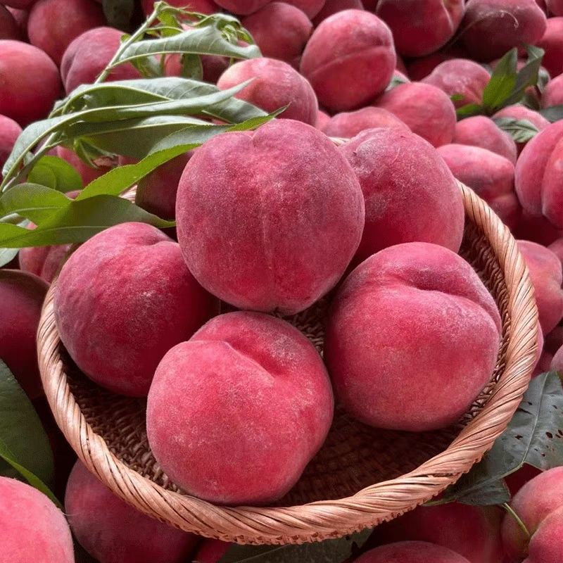 핫 세일: 한 상자에 1.6kg개 [큰 과일]이 들어있어 바삭하고 달콤합니다.