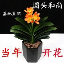 ��Ʒ�����m�A�^���Ќ��~�Gֲ�����ļ�������B�҃��̨�k���һ���