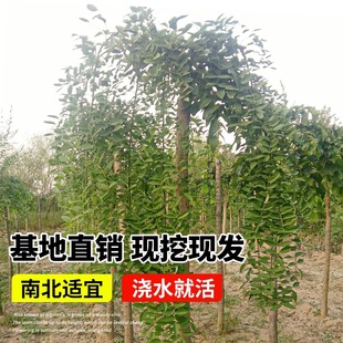 ��צ�������S��ͥԺ�G���L������ľ�@���󻱼޽ӽ�֦���̇���