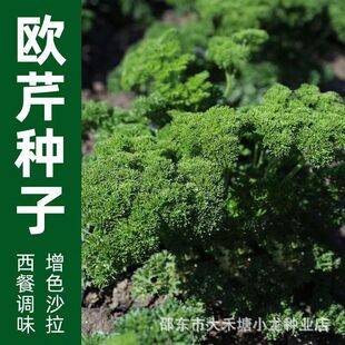 欧芹种子菜种籽荷兰芹法香意大利番西香料香草蔬菜调味西餐厅配菜-阿里巴巴