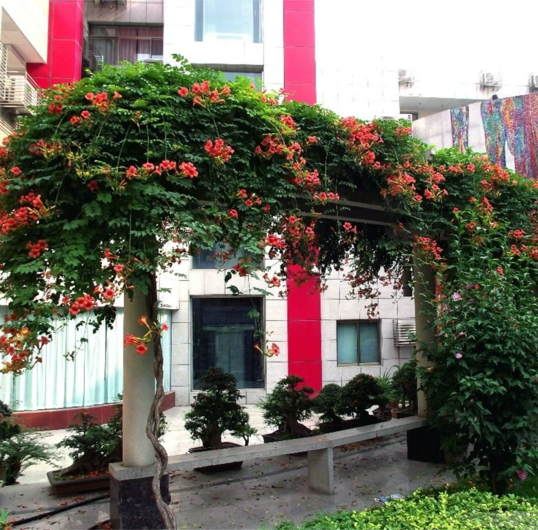 Кемпсис Цветок Рассада Вьющихся Растений Двор Глициния Lingxiao Большая Рассада Вьющихся Цветов Фейерверк Цветок Глициния Озеленение Рассады Дерева