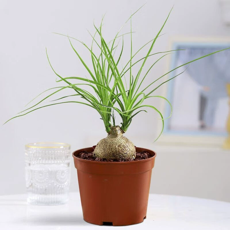 Бутылка вина Орхидея в горшке Орхидея мини творческий стол интернет знаменитости бонсай зеленое растение комнатный ленивый цветок засухоустойчивое растение