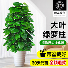 大叶绿萝柱盆栽吸甲醛大型绿植室内招财旺宅办公室绿箩客厅好养活