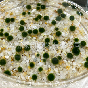 marimo�Ҹ��������^�p���w��ˮ�����l΢���^���Bƿˮ����ǾG����