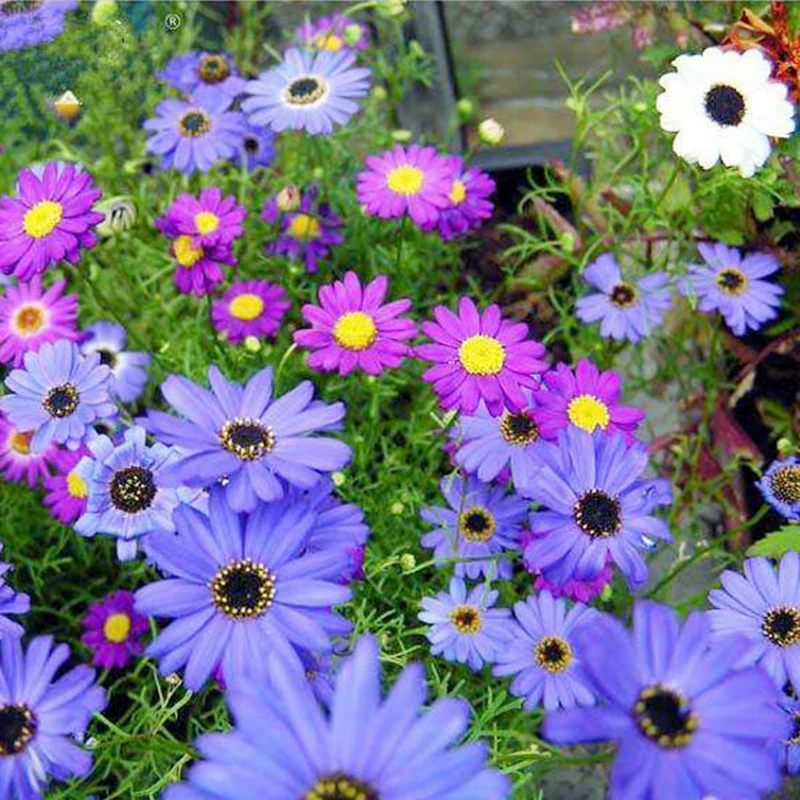Пятицветные семена хризантемы четыре сезона Осенние цветы на открытом воздухе легко выращивать термостойкие легко сеять живые низкие семена цветов двор засухоустойчивые цветы и растения