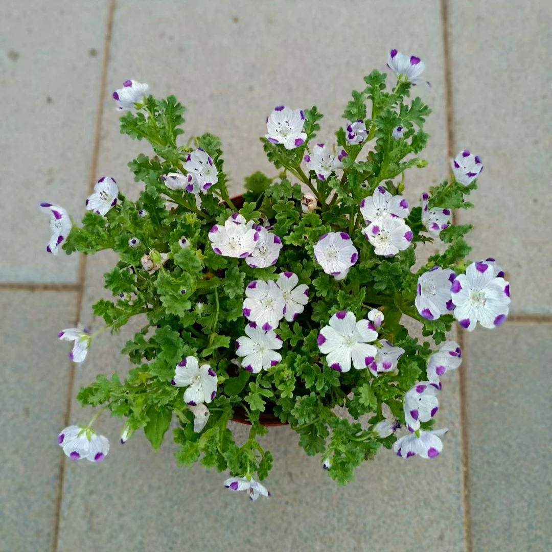 2402 Цветочная база Оптовая поставка Xilin трава горшечные саженцы розовые бабочки цветы зимняя трава цветы клумбы