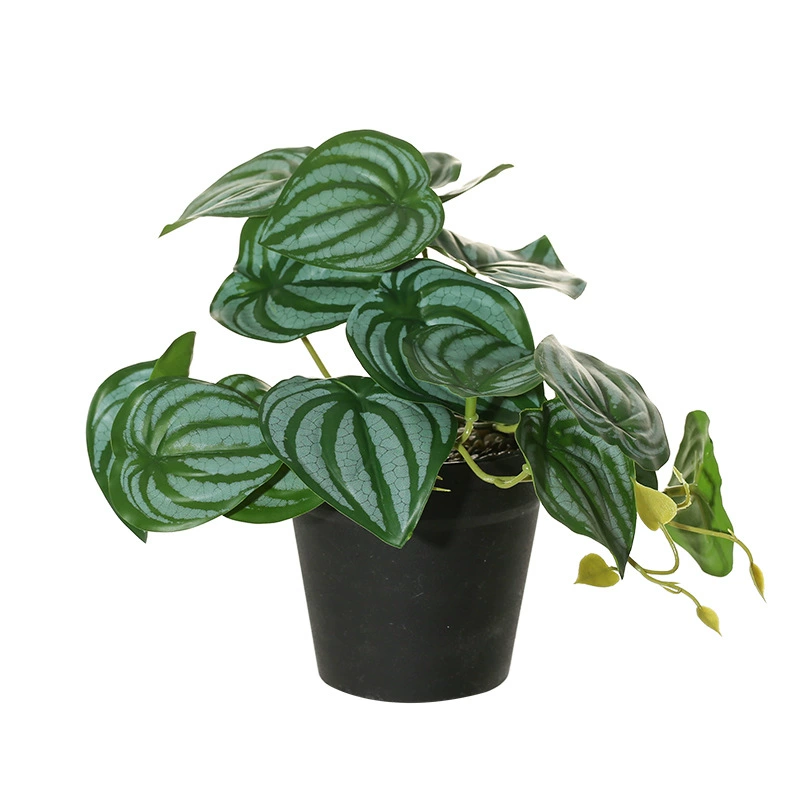 New hanging green plant bonsai manufacturer Plant bonsai Creative Room indoor small ornaments Amazon green plant
