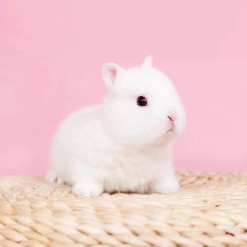 小さなウサギ、生きているノームウサギ、成長しない、ミニプリンセス、オランダ垂れ耳ウサギ、ティーカップウサギ、飼い慣らされたペットウサギ|undefined