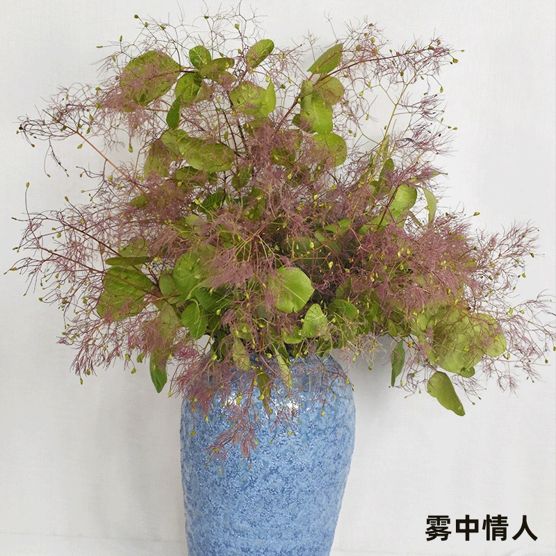 [Свадьба с листьями] Туманный любовник, Роза, спаржа, пушистая, спаржа, девушка Тяньчжу