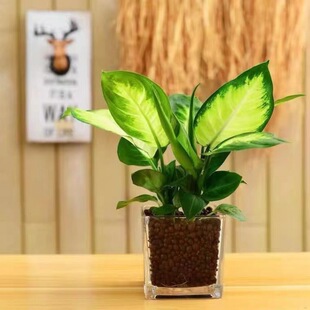 Marianne Fendai Evergreen Potted Tabletop Hydroponic Flower Office Green Plant Fortune Gold and Silver Queen