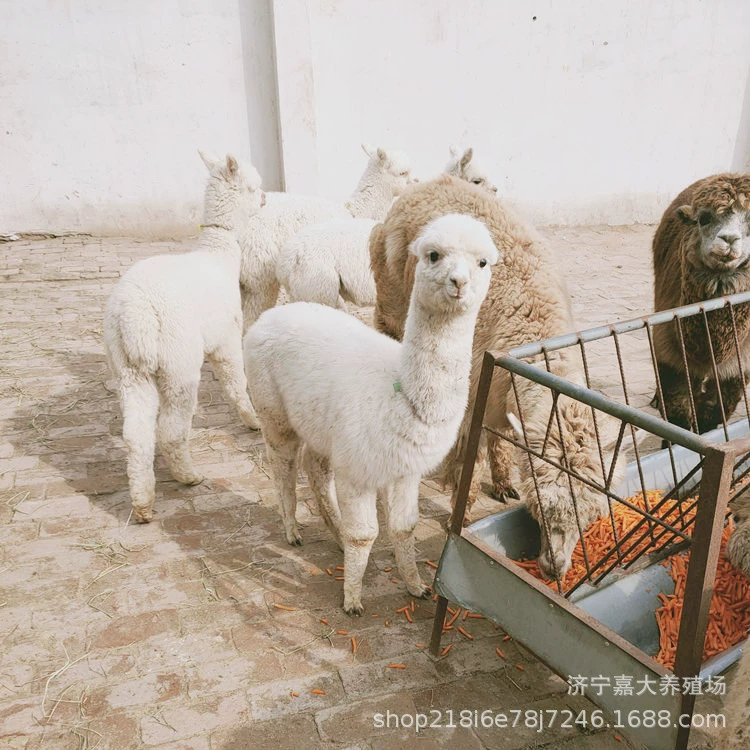 Pet Cub Альпака Парк Живописный вид Альпака Аренда Живая Альпака Зоопарк Альпака Переработка Альпака