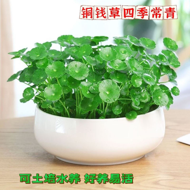 銅貨草水耕植物屋内オフィスデスクトップ鉢植え花四季常緑植物空気を浄化怠惰な人|undefined