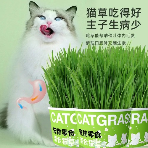 Lazy Cat Grass Canned Head Hydroponic Soilless Dehairing Ball Aids Digestion Snack Noodle Cat Grass Pot Plant Pet Supplies Mini