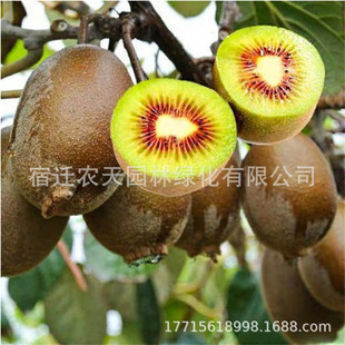 ���Gܛ���J���Ҙ��� ͥԺ�������Թ�����޽ӫJ�������殐������