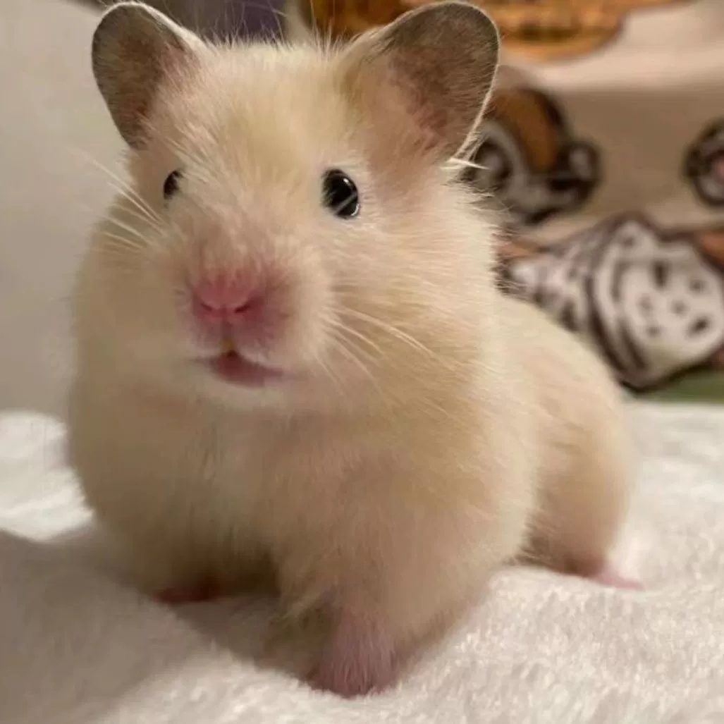 Домашний хомяк, кудрявый, редкий, золотистый, длинношерстный, милый, недорогой, живой, из стерлингового серебра, дикорастущий, дикий, живое животное.