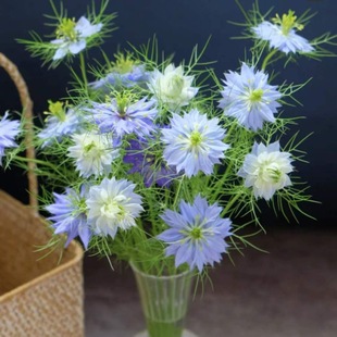 Flowers Yunnan Straight Hair Wind Chime Flower Green Pearl Wheat Straw Chrysanthemum with Straight Batch Bundle for Gift Real Vase Flower Arrangement Water for Flower Cultivation
