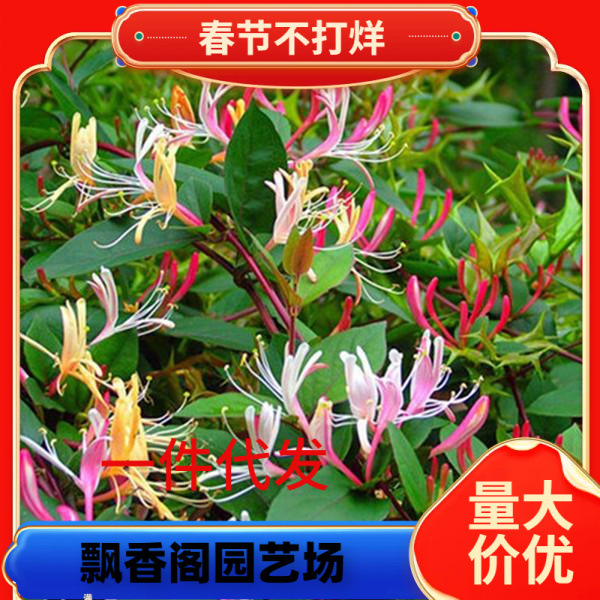 一件代发四季金银花苗盆栽地栽可食用阳台庭院花园爬藤花卉绿植耐