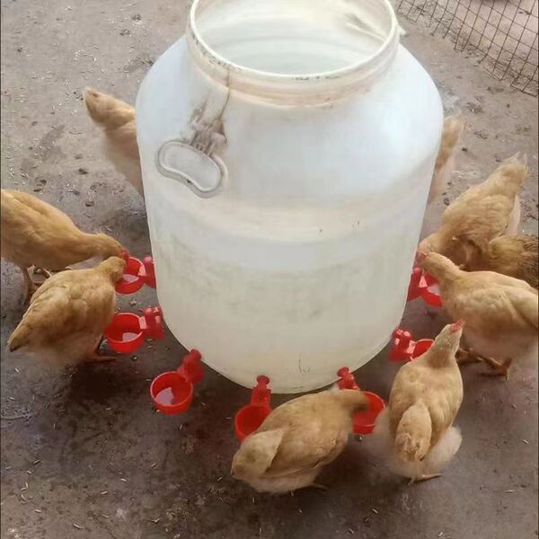 New universal chicken