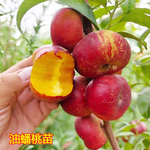 ����Ҙ���������Ҙ�޽������S��Ҙ����Ϸ������Nֲ�������