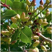 �_�Ĺ��簢���ӾG���ϱ����Nֲ���箔��Y���_�Ĺ��������Ե���