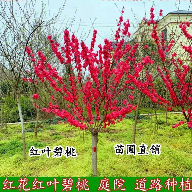红叶碧桃树庭院观赏桃花紫叶碧桃苗别墅风景树紫叶桃树工程绿化苗