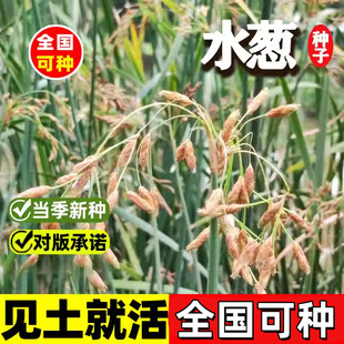 �^�pˮ�[�N��ˮ��ֲ��ˮ�[��Ұ��ˮ�[�����~ˮ�[���~ˮ�[����ˮ�|