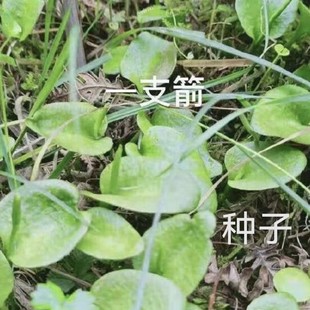 ��Ϣ�ݷN��һ֧���N����ș�ķN�����~ƿ��С�������̨�Nֲ