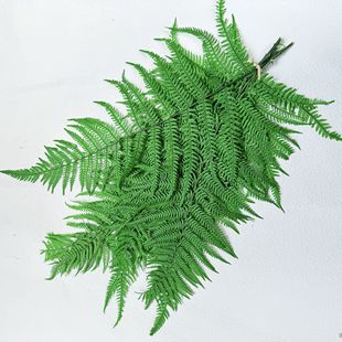 Flower Eternal Life Large Fern Leaf Money Fern Dragon Claw Fern Snowflake Fern Aromatherapy Candle Floating Bottle DIY Flower Material Wholesale