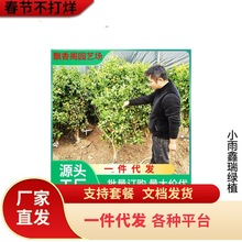 �������������r�Fժ�F�ڎ������~�l������̲��С����ļ�����