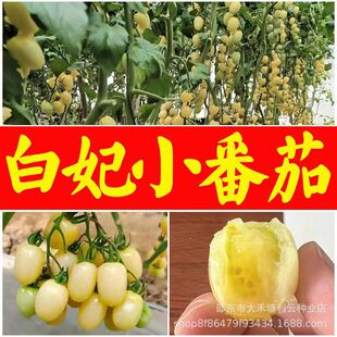 ����С���ѷN���������ļ��Nֲ�S�}Ů����������ҷ��ѷNˮ��