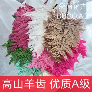 永生高山羊齿叶云南撅叶永生花羊齿叶蕨叶花材厥叶装饰花束配草