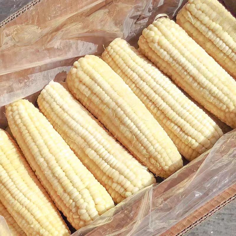 新鲜白糯玉米甜糯玉米棒粗粮代餐即食批发商用