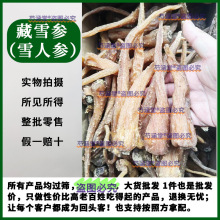 西藏特产藏雪参250克 藏血参雪人参玉人参红毛阳参刺参纯天然无硫