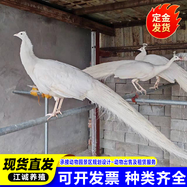 景区园林观赏蓝孔雀活体 基地直销批发刚脱温的白孔雀 孔雀苗价格