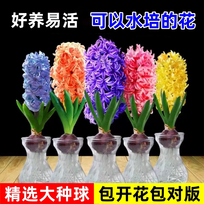 Hidropolimerización de flores con brotes de jacinas gran bola buena para alimentar balcón interior y exterior plantas en maceta tulipán cultivo de suelo