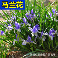 �Rɏ���N���R�m���R�A�R�m���ͺ��͝����}�|�m���ԏ����N�ѻ���