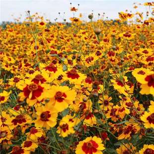 ��Ŀ�ջ��N���X�տ�ȸ������ѩ�չ��̻����ݻ��N��ͥԺ���⻨�N��