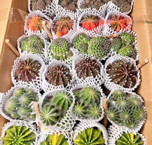 ������ֱ���� ���������ֲ�����ԼҾӻ��� ���^��ɫ���S�C���b