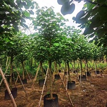 �S�Ș�ȫ�ڼ�ֵ��5-10���־G��������ľ�е����ľ���G