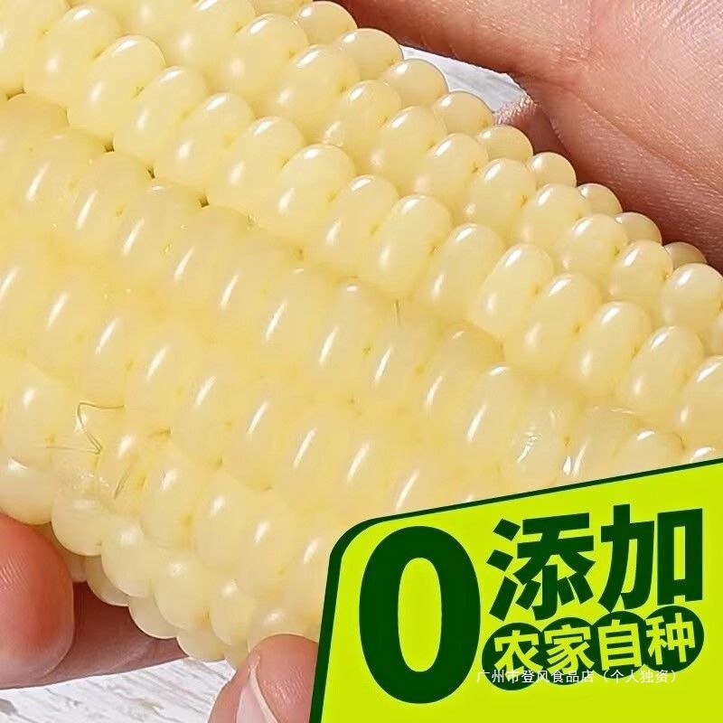 东北白糯玉米甜糯粘玉米棒真空包装黏玉米新鲜粗粮代餐非即食玉米|undefined