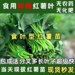 食叶型红薯苗种专吃叶子的地瓜秧苗蔬菜番薯食用广西菜苗养心