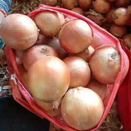 蒜;洋葱;其他滋补