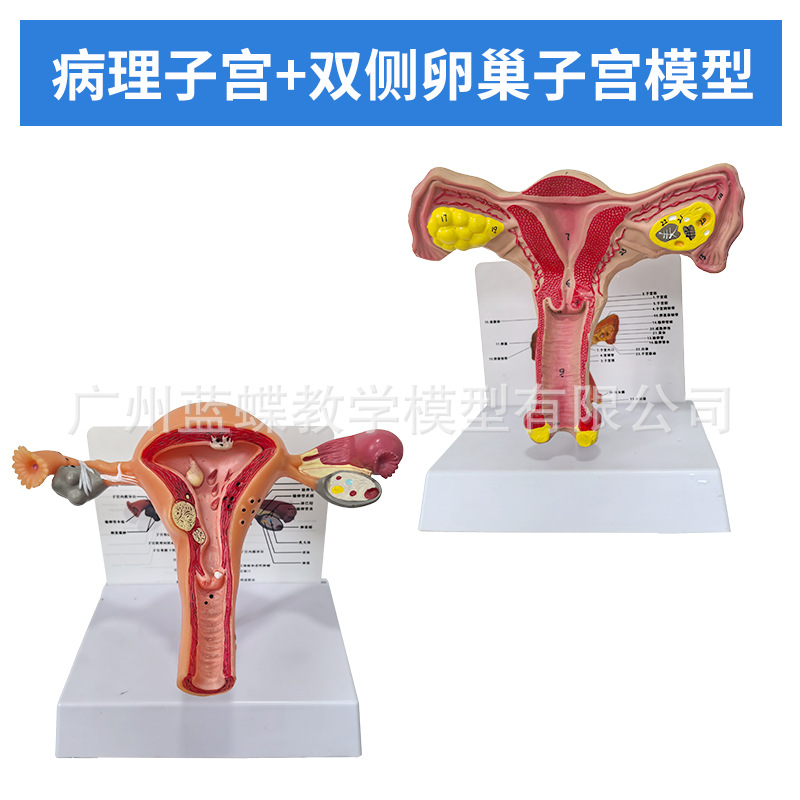 Ů����ֳģ��ģ��Ů����ֳģ��ģ��˽���ӹ�ģ�ͽ̾߸����ѳ�����