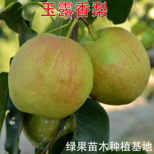 ������� ��¶������ �޽����Ә��� ���Ե��Թ������ϱ����Nֲ