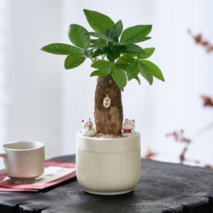 �lؔ�䄓�����ԾGֲ�[��Ȥζ�҃�����ֲ�ﻨ���k���ҾW�t�S�����l