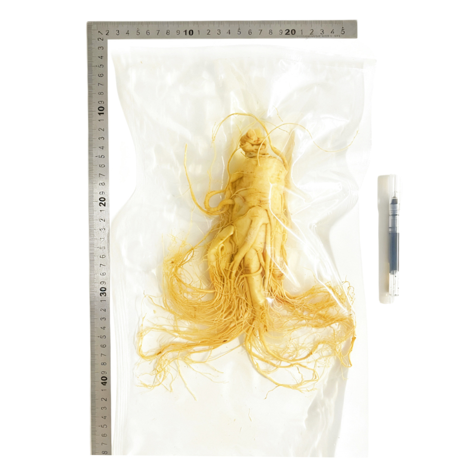 【鮮人参】長白山人参卸売メーカー直販 東北特産新鮮人参 酒漬け人参 生人参