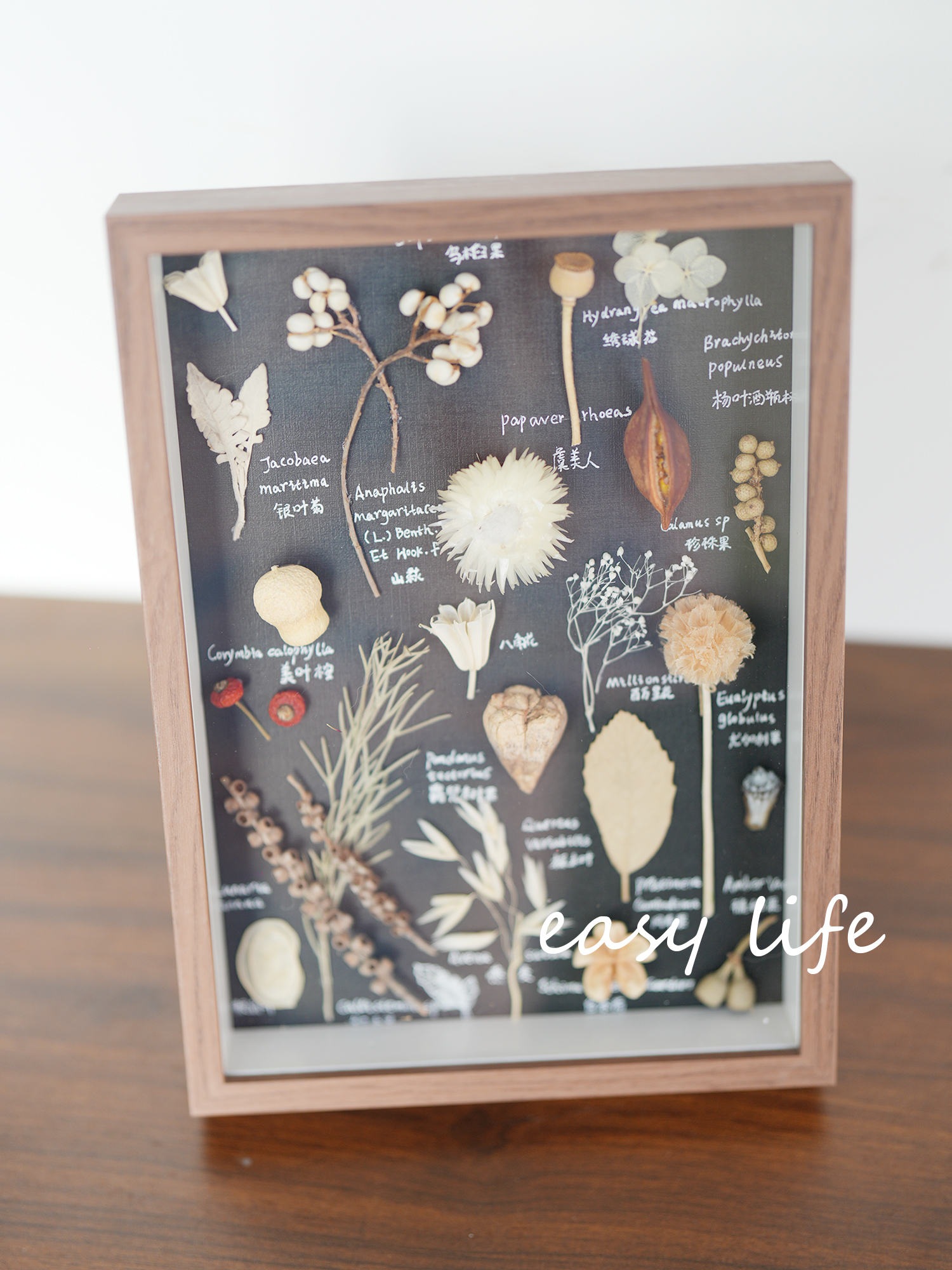 ✅植物果实标本装饰画 复古黑底中空玻璃相框手工家居摆件软装饰